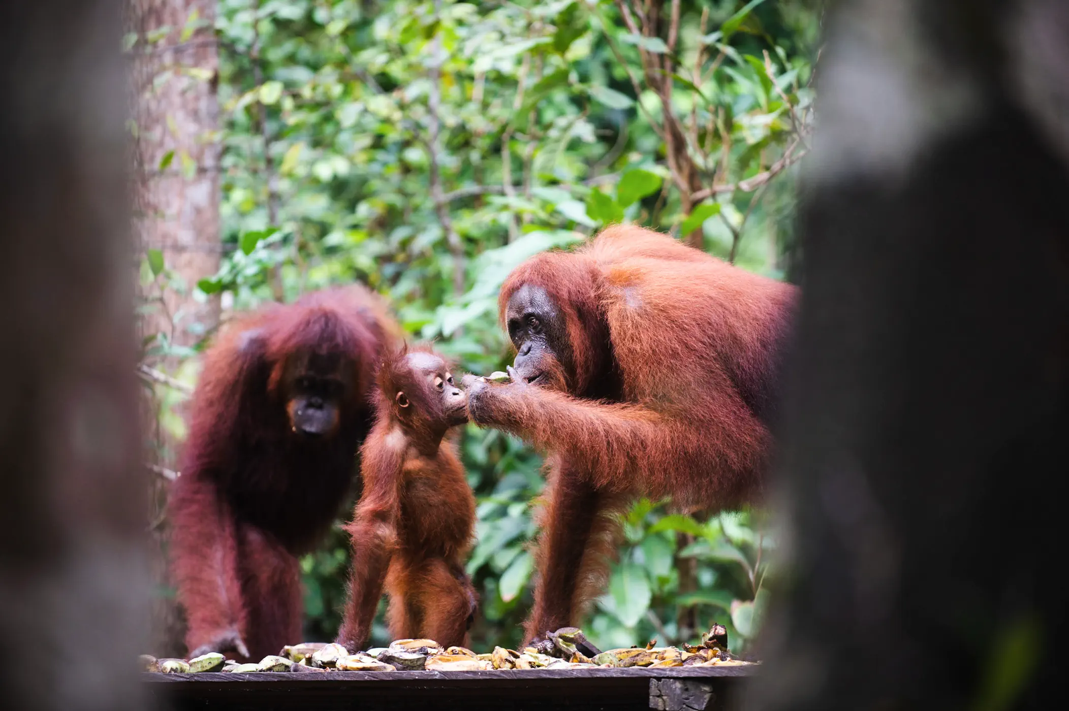 Orangutan Tour in Tanjung Puting tour