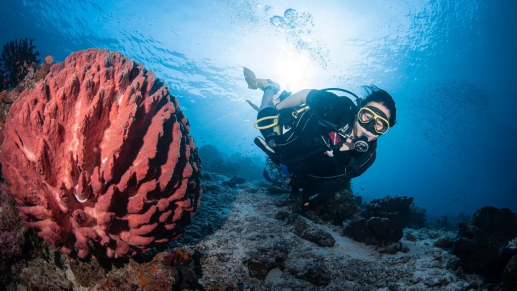 A scuba diver examines a large barrel-shaped sponge on a coral reef, sunlight streaming through the water above