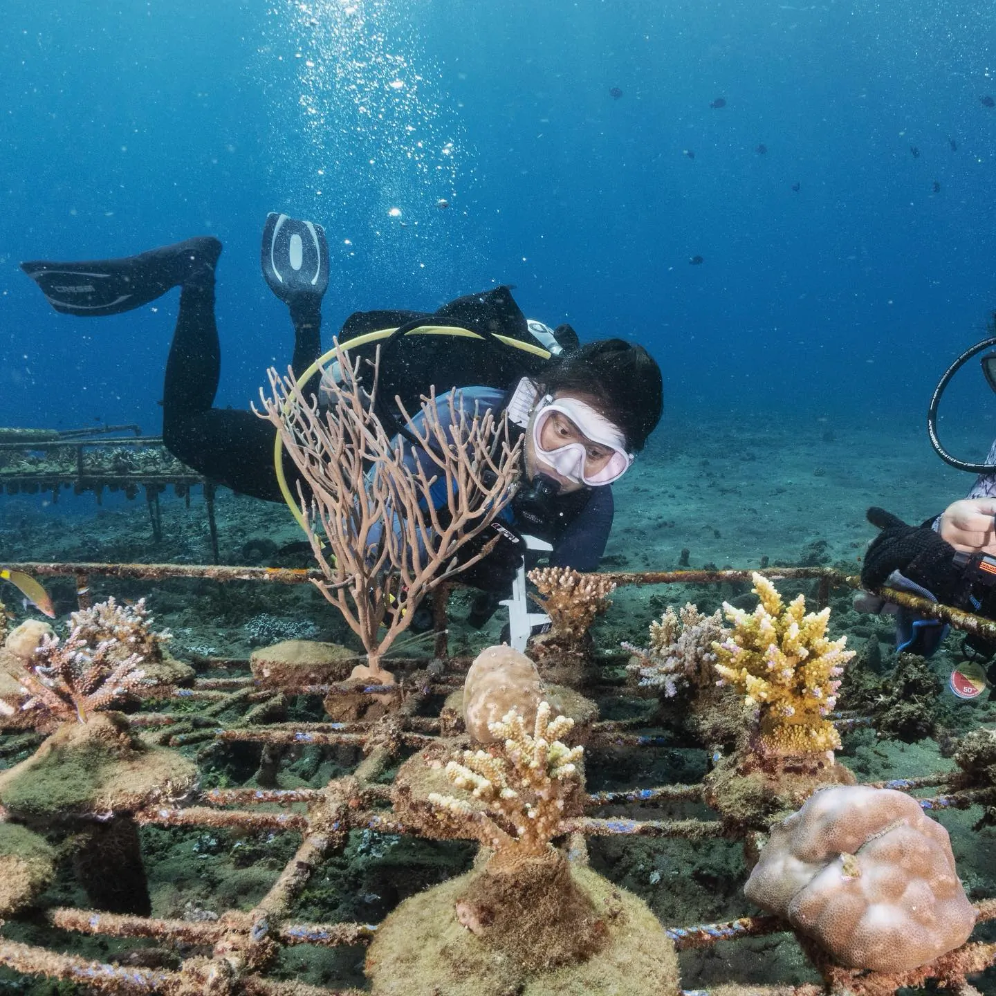 Coral Farming Course in Amed tour