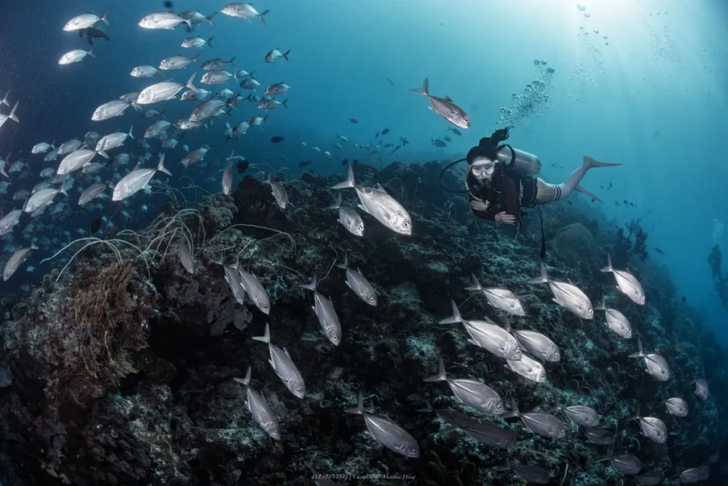 A scuba diver swims beside a rocky reef surrounded by a large school of silver fish in blue water