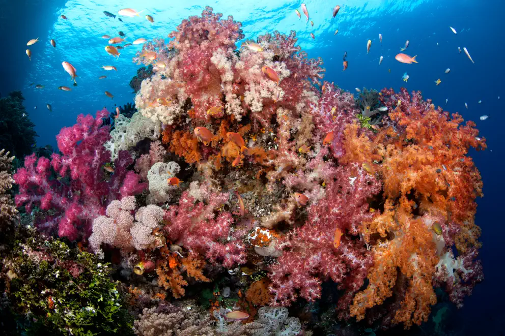 Vibrant pink and orange soft corals cover a reef formation with small colorful fish swimming above in blue water