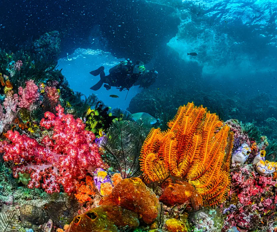 A diver swimming past red soft corals and an orange feather star on a coral reef
