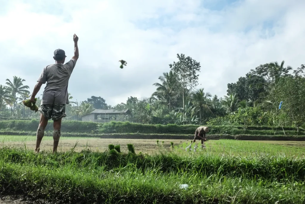 A man in a rice field throws a bundle of seedlings into the air while another worker plants rows in the distance