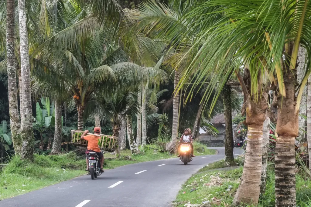 Two motorbike riders travel a tree-lined rural road, one carrying a large woven basket, palm trees arching overhead