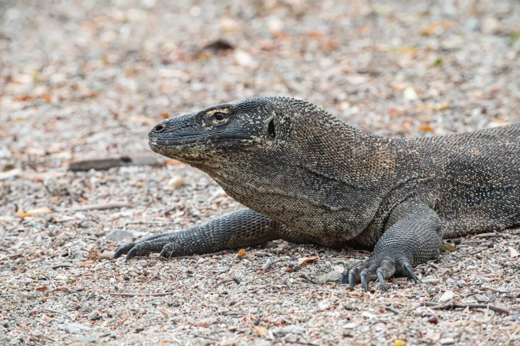 Un grand lézard à la peau écailleuse se repose sur un sol de gravier clair, pattes griffues étendues