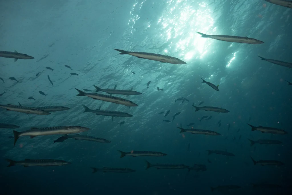 A large school of slender fish swimming beneath sunlit water, viewed from below against a blue underwater backdrop