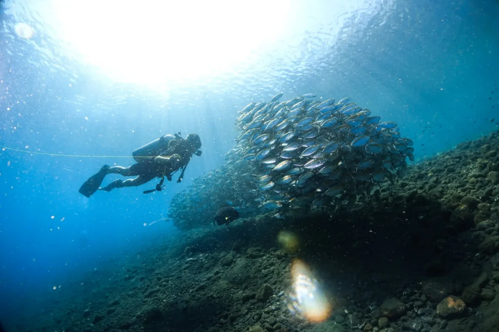 Un plongeur s'approche d'un immense banc de poissons argentés en boule au-dessus d'un fond rocheux éclairé par la lumière de surface