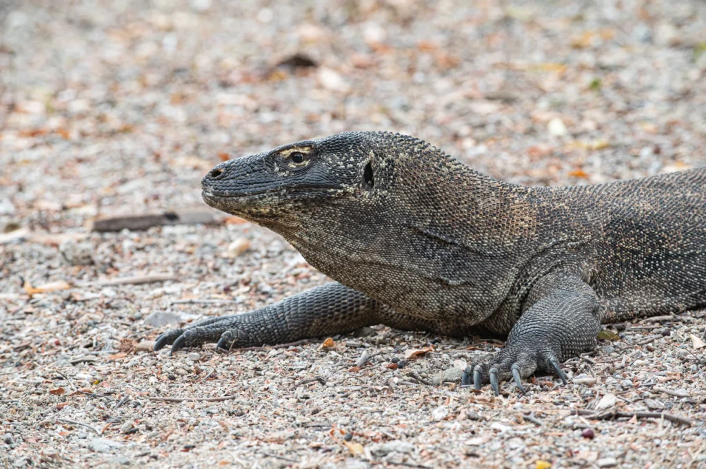 Close-up of a large lizard with textured scaly skin resting on gravelly ground, viewed from the side
