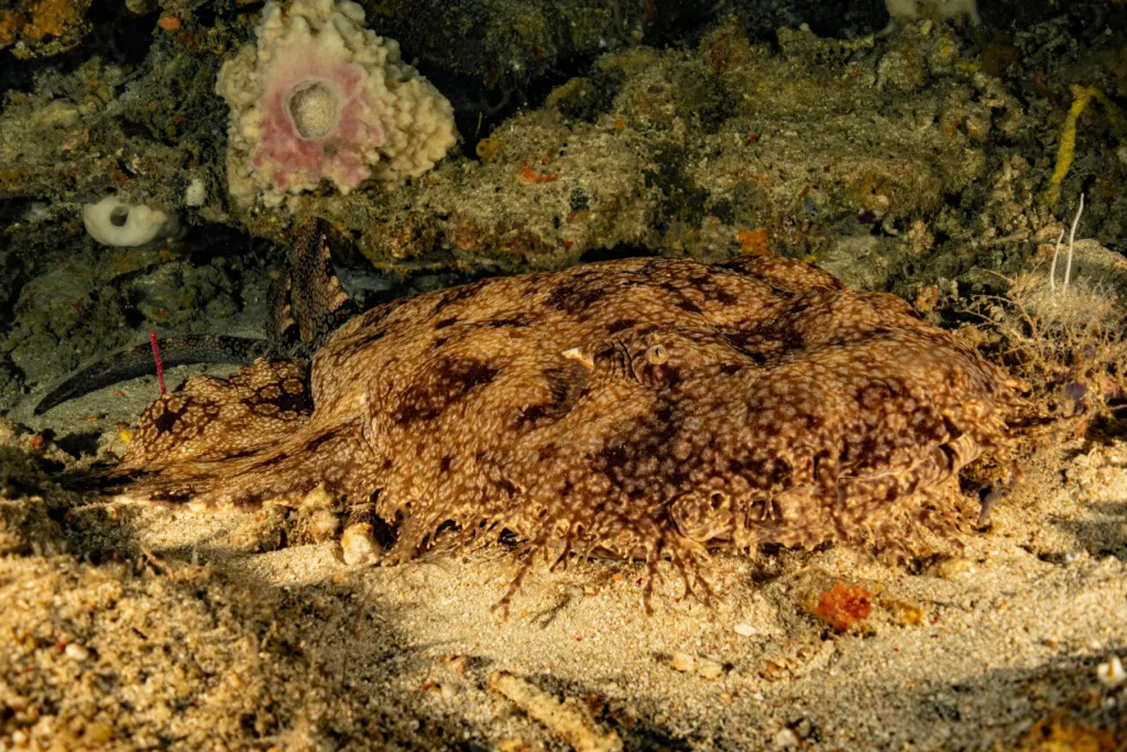 A well-camouflaged wobbegong shark rests on the sandy seafloor near coral and small marine growth