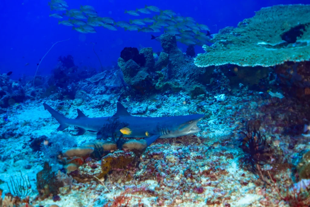 A shark resting on a coral reef seabed with a school of fish swimming above in blue water