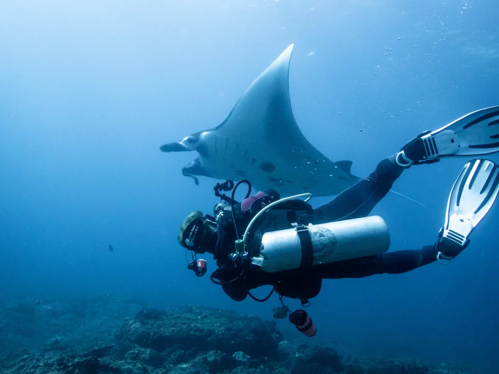 Diver swimming beside a reef manta ray