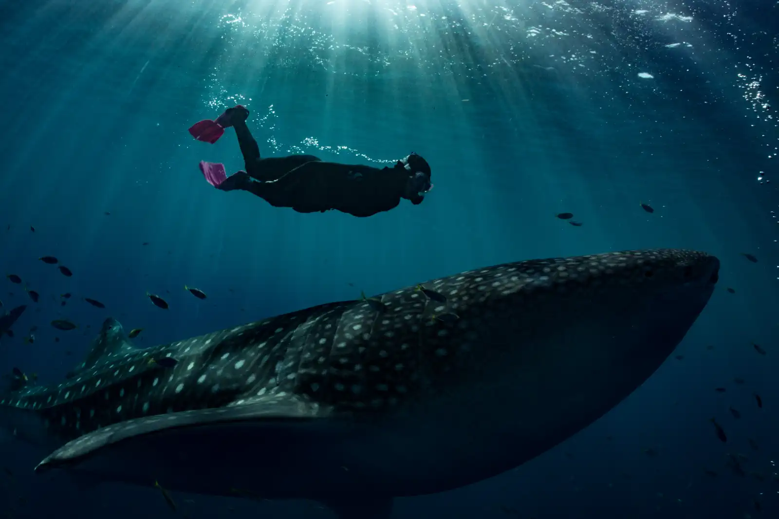 A snorkeller finning above a large whale shark in Cenderawasih Bay, sunbeams cutting through blue water