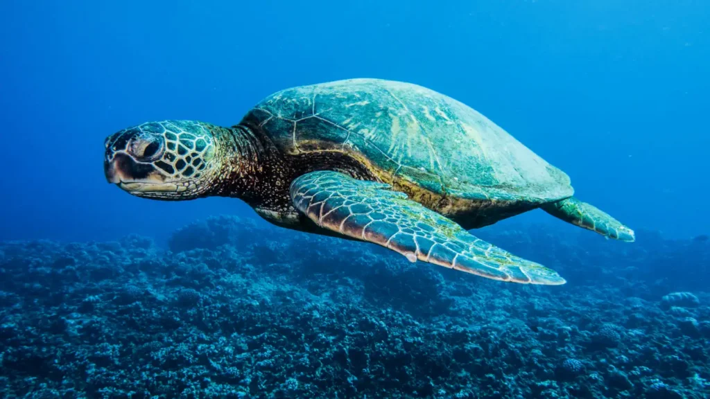 Tortue verte, Gili Meno, Indonésie