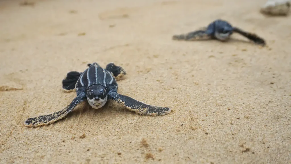 Two baby leatherback turtles crawling across sandy beach, one facing the camera and another heading toward the water