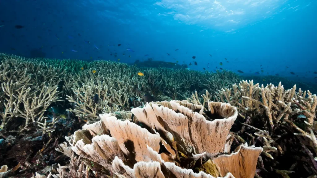 Underwater reef scene with coral formations and small fish scattered above, sunlight filtering down through blue water
