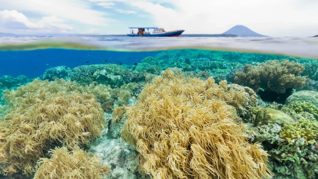 Split-level view of soft coral reef underwater with a boat and distant volcanic peak visible above the waterline