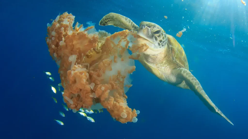 A sea turtle feeds on a large orange jellyfish underwater, surrounded by a small school of fish