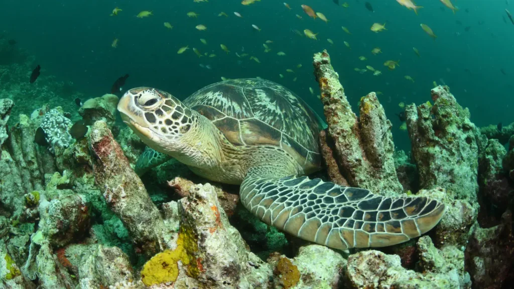 A green sea turtle rests among coral-covered rock formations on a reef, with schools of small fish swimming above
