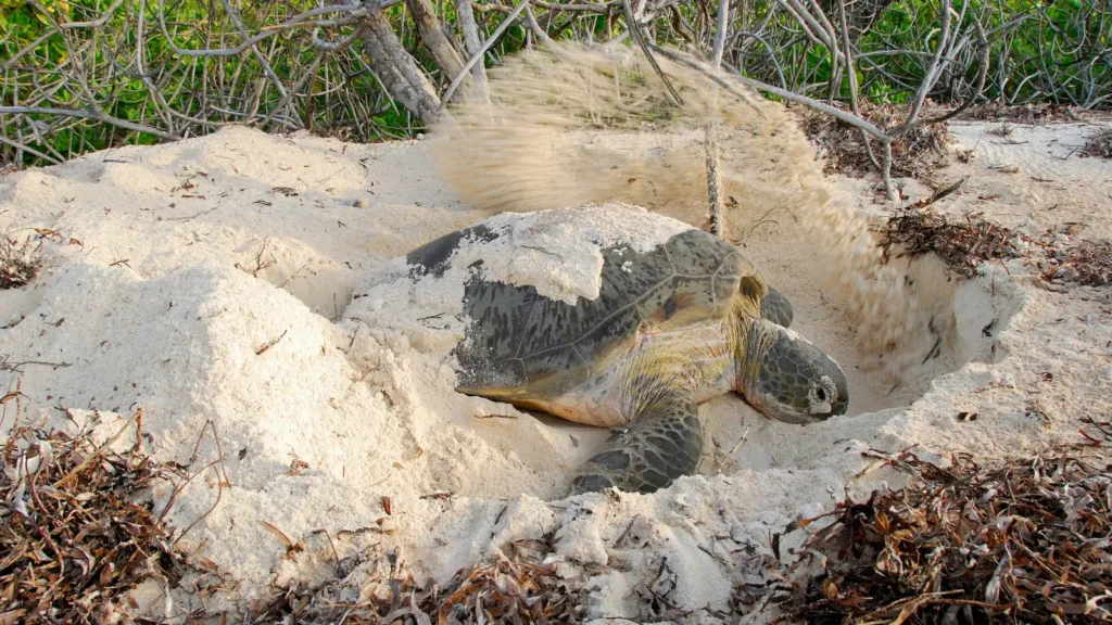 A sea turtle digs a nesting hole in sand, flinging sand backward, surrounded by dry beach debris and shrubs