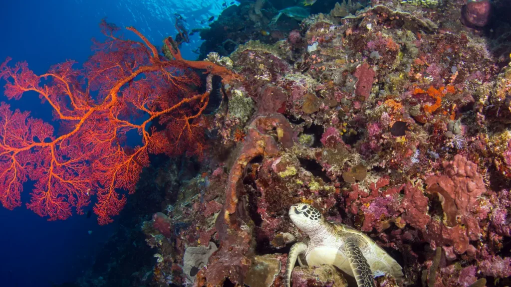 A sea turtle rests beside a coral reef with a red sea fan branching into open blue water