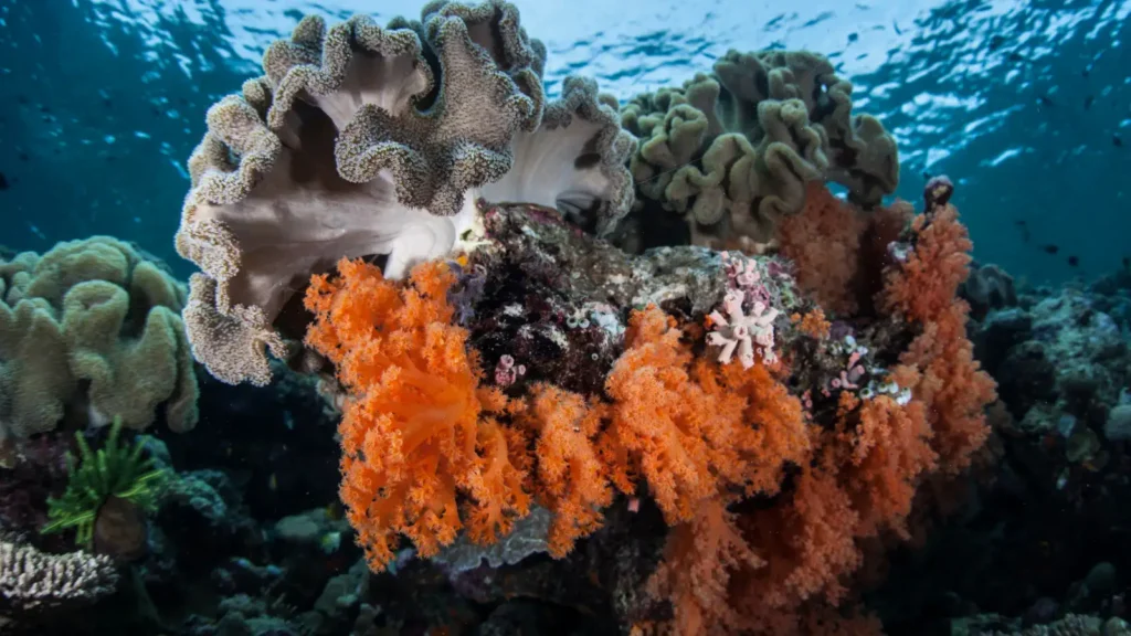 Vibrant orange soft coral spreads across a reef beneath large ruffled leather coral formations in blue underwater light