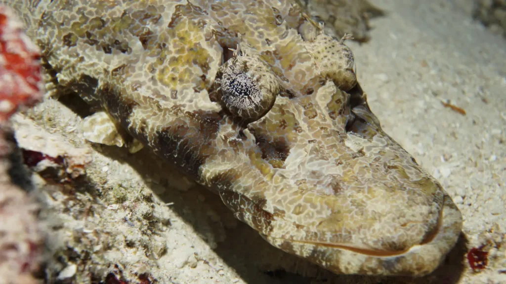 Close-up of a camouflaged bottom-dwelling fish with a mottled, patterned skin resting on sand near coral rubble