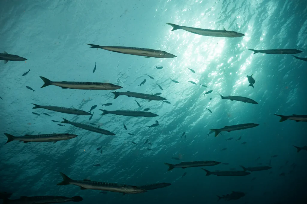A school of slender elongated fish swimming beneath sunlit rippling water, with smaller fish scattered in the background