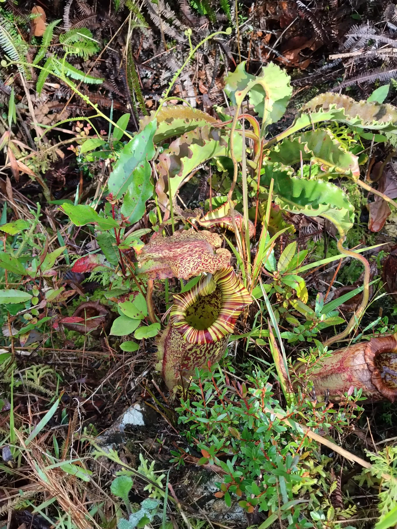 A pitcher plant with a striped, mottled trap grows amid ferns and low vegetation on the forest floor