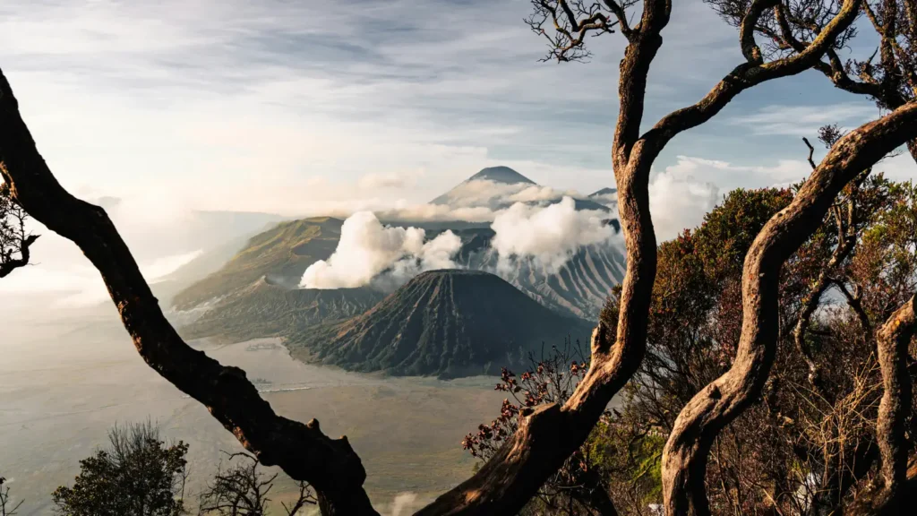 Twisted tree branches frame a smoking volcanic crater and distant peak rising above a wide valley
