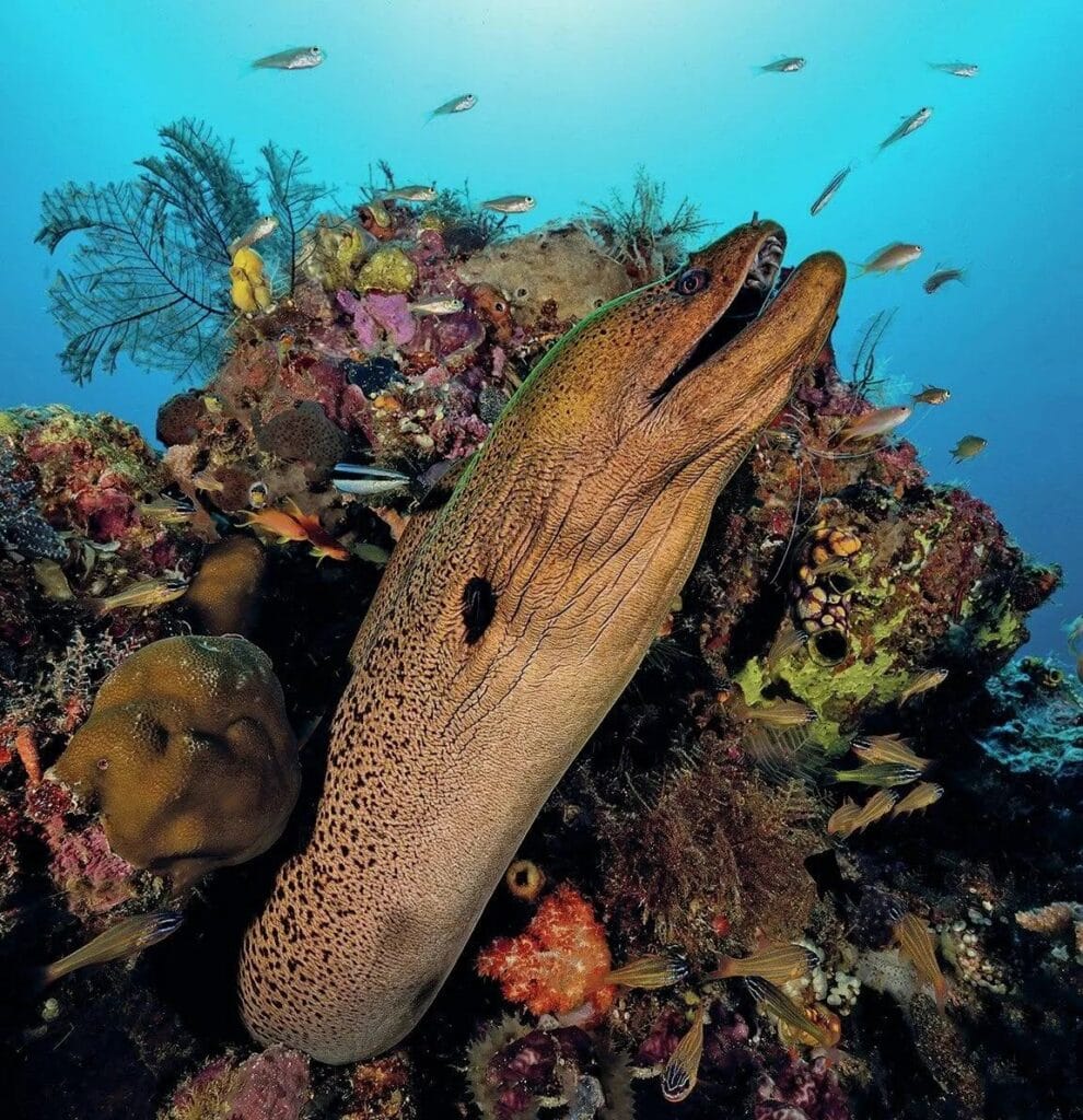Close portrait of a moray eel in its crevice