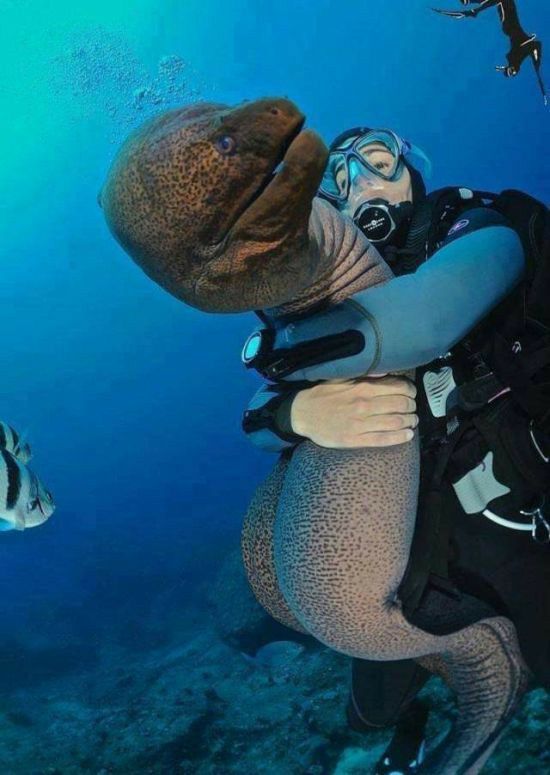 Diver's hand close to a moray eel in its hole, an example of what not to do