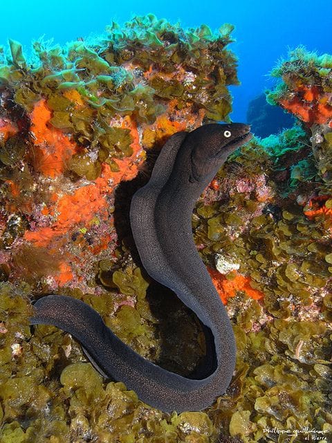 Moray eel coiled in hard coral on an Indonesian reef