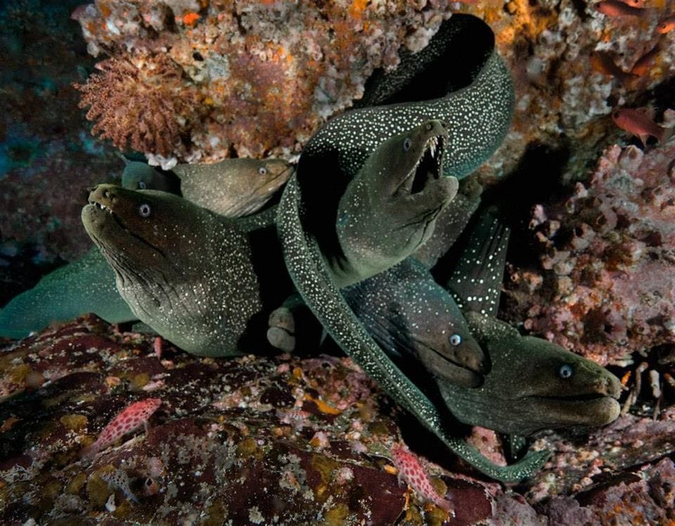 Moray eel with its head out of the reef, teeth visible
