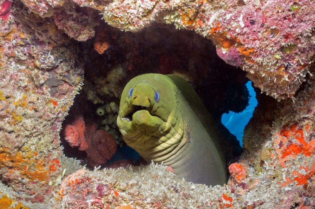 Giant moray eel looking out of a coral crevice with its mouth open, breathing