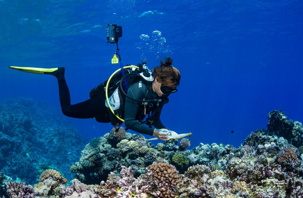 Diver conducting a reef survey during an Expedition Biru voyage