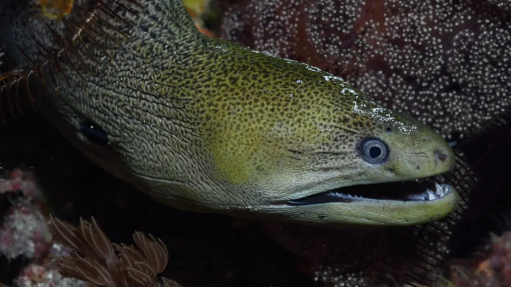 Giant moray eel among hard coral on a reef in Raja Ampat