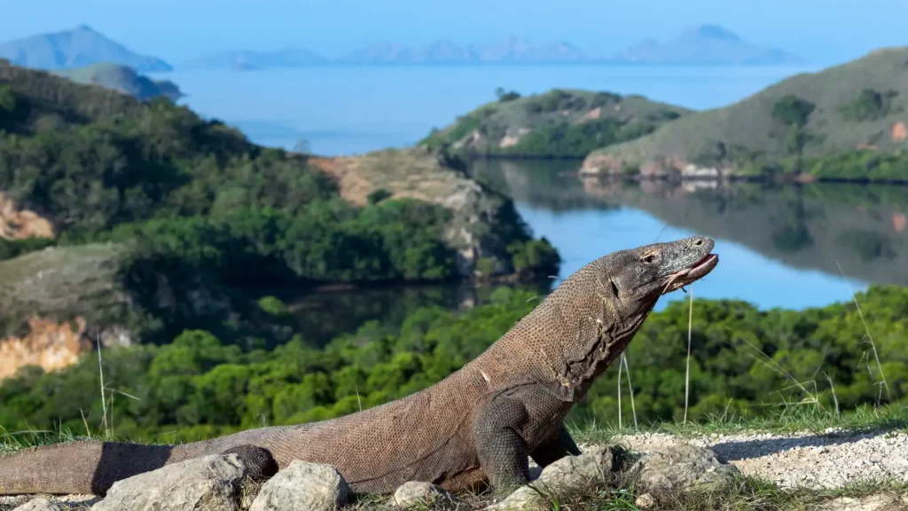 A Komodo dragon perched on rocky ground with hills, a winding bay and distant misty islands in the background