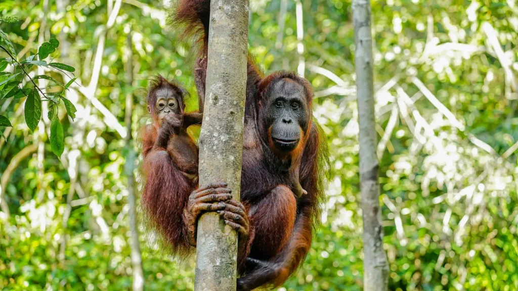 An adult orangutan and a juvenile in the forest canopy in Borneo