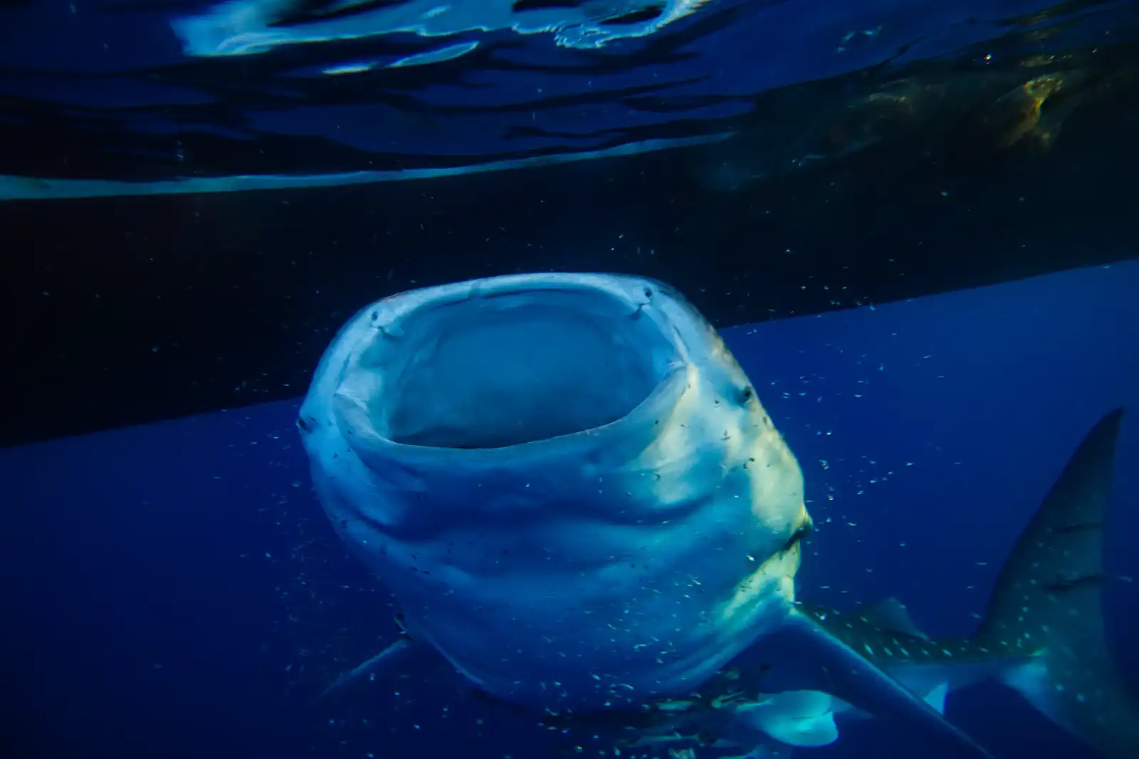 A whale shark at the surface with its mouth wide open, feeding directly beneath the dark hull of a bagan platform