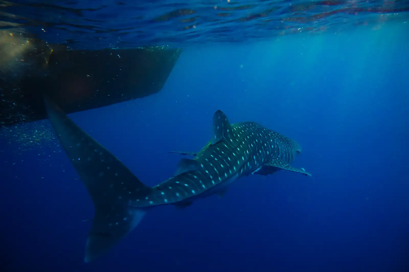 A whale shark swimming in blue water below the dark hull of a bagan fishing platform