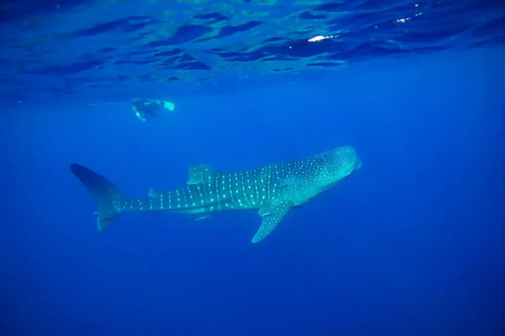 A whale shark swims near the water's surface with a snorkeler visible above in the blue water