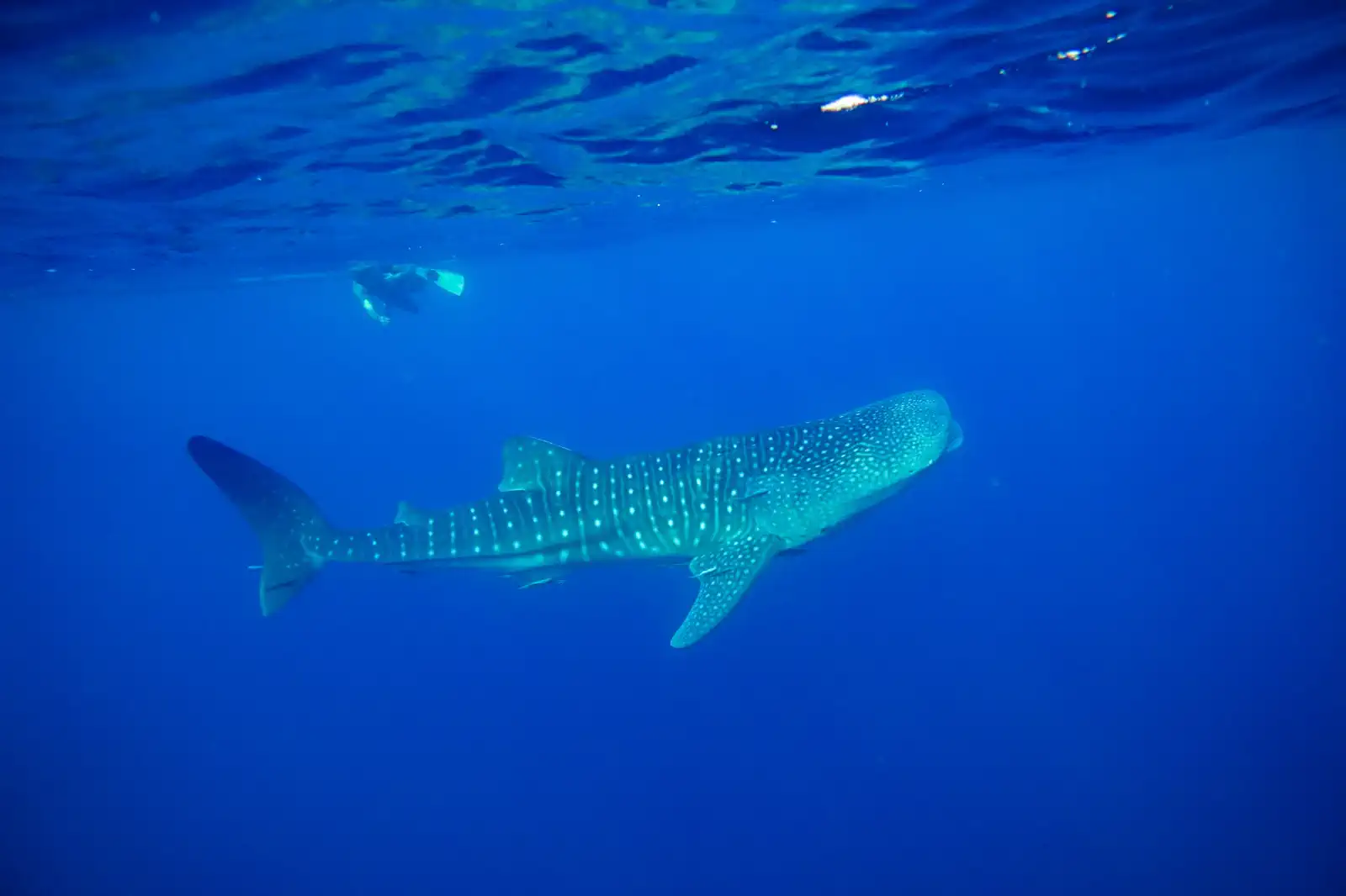 A whale shark swimming several metres below a single snorkeller at the surface
