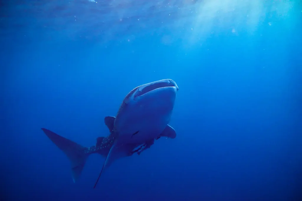 A whale shark swims toward the camera in deep blue water, sunlight streaming down from the surface above