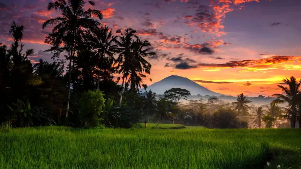 Sunset over a rice field with Mount Agung on the horizon and palm trees in silhouette