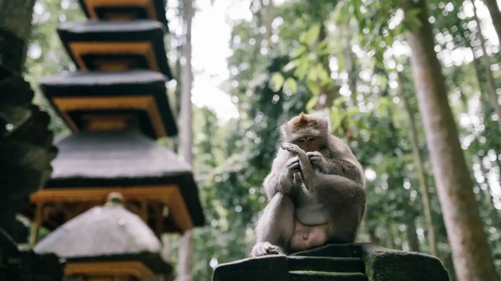 Long-tailed macaque sitting on a stone shrine in the Sacred Monkey Forest, Ubud