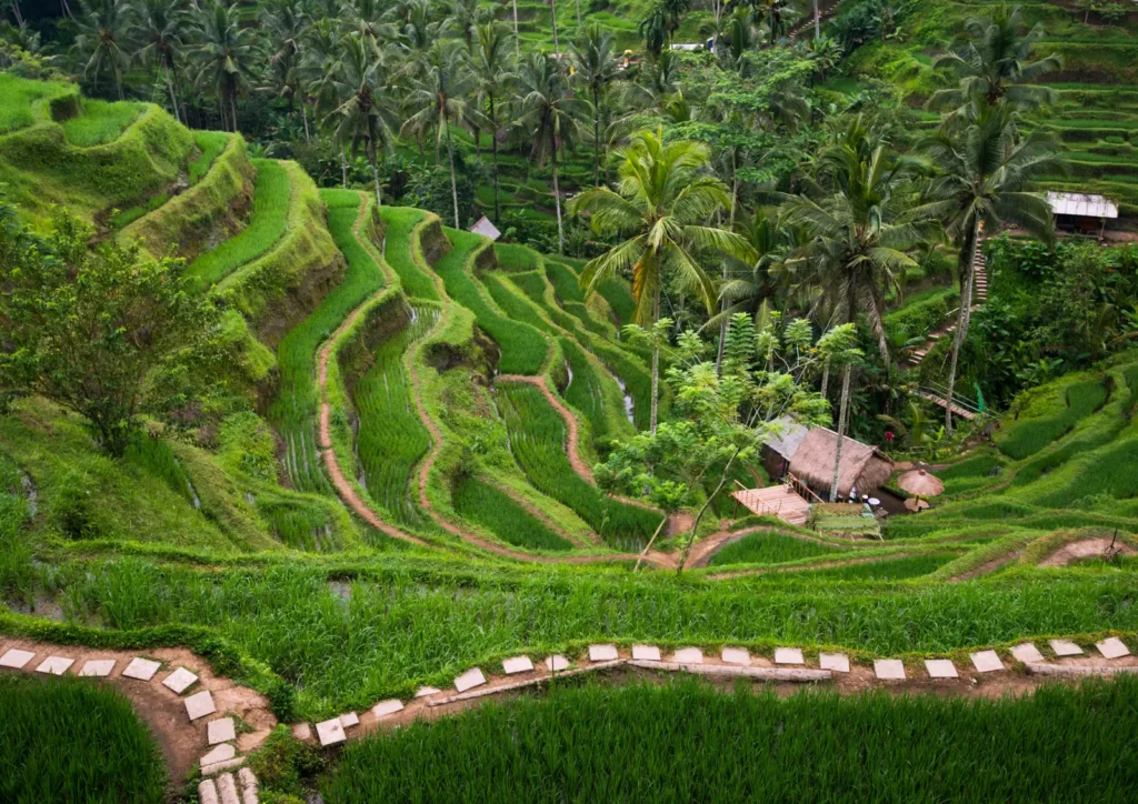 Curving rice terraces at Tegallalang with palm trees