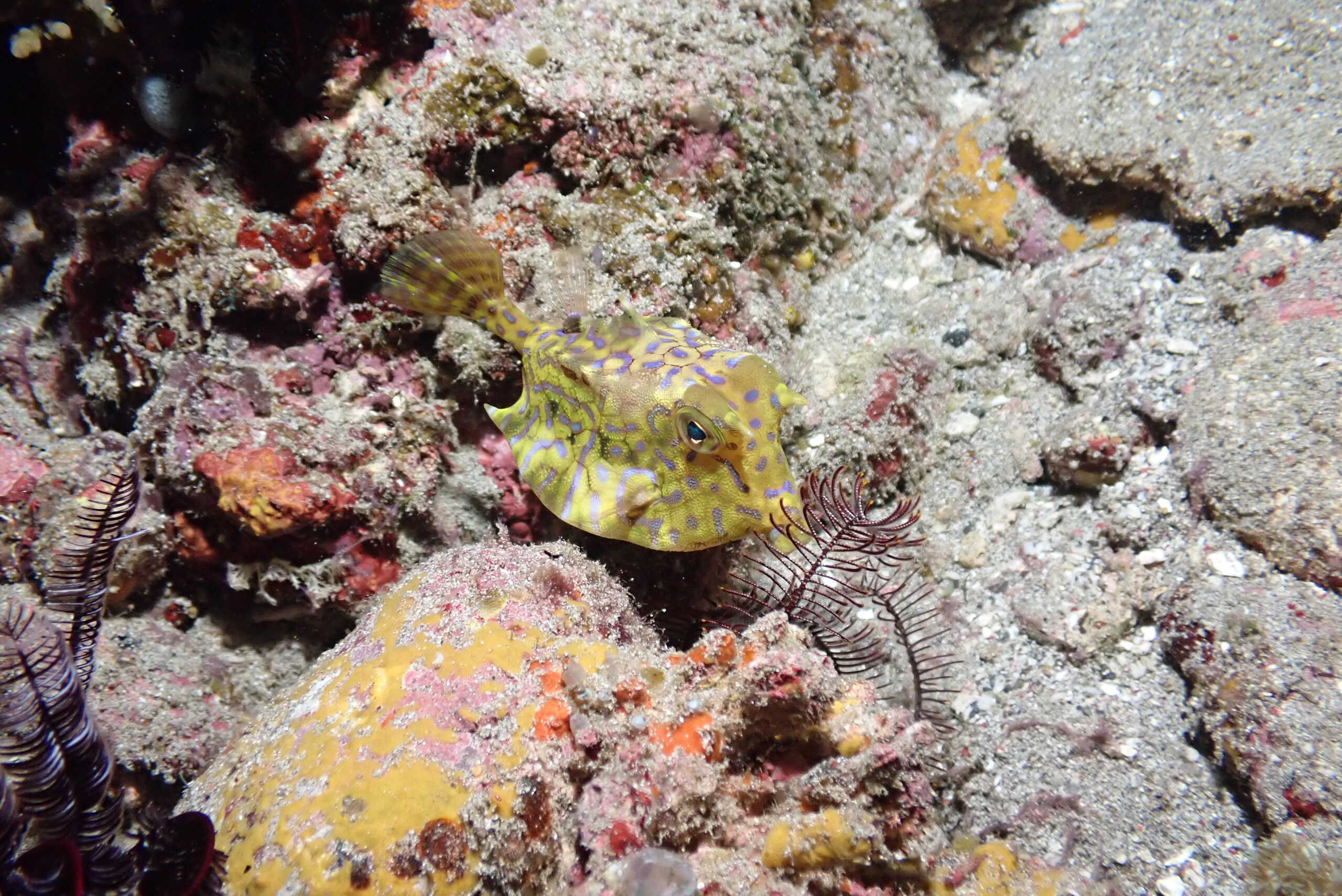 A small boxfish beside a crinoid on the reef in Alor