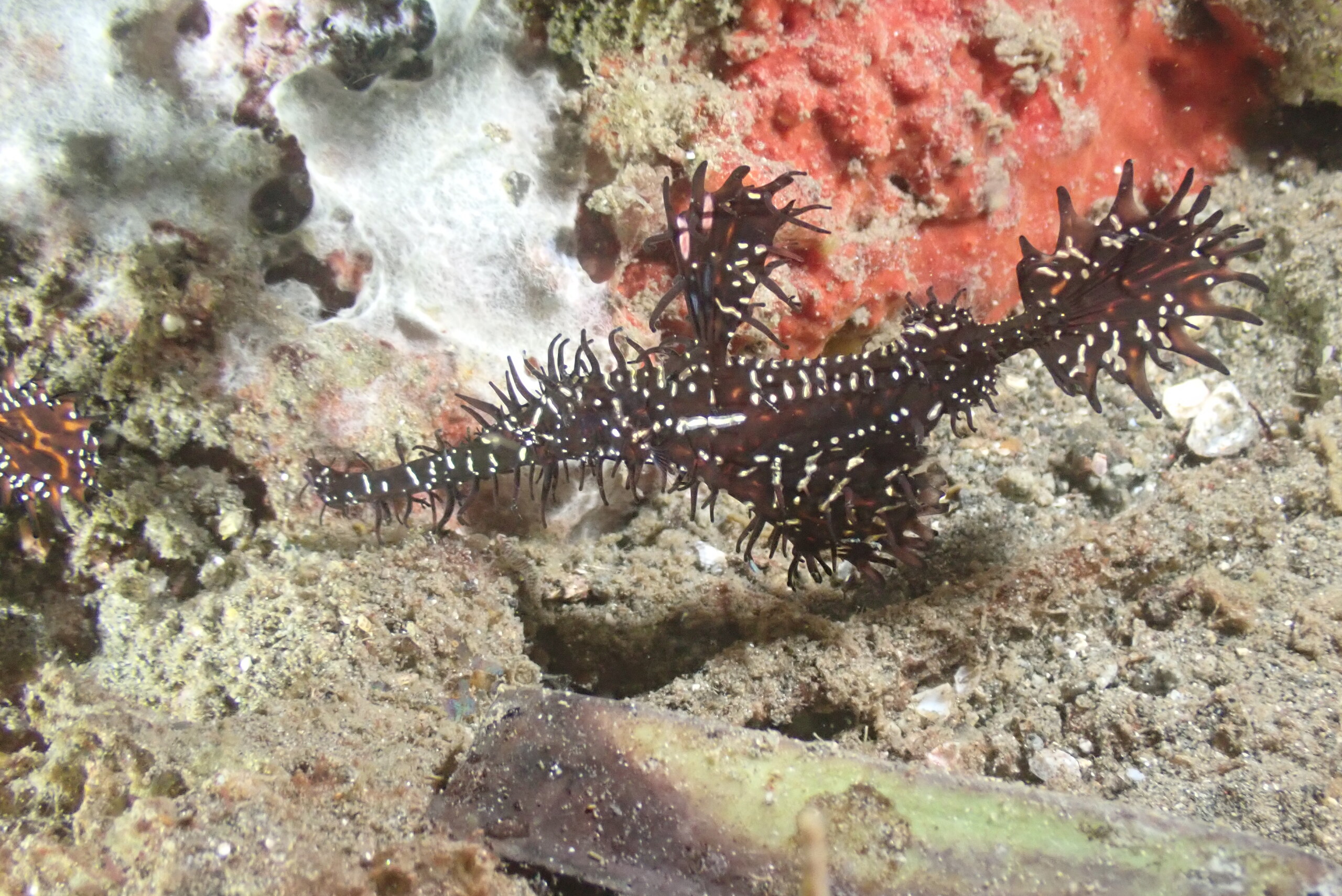A ghost pipefish hanging head down over rubble in Alor