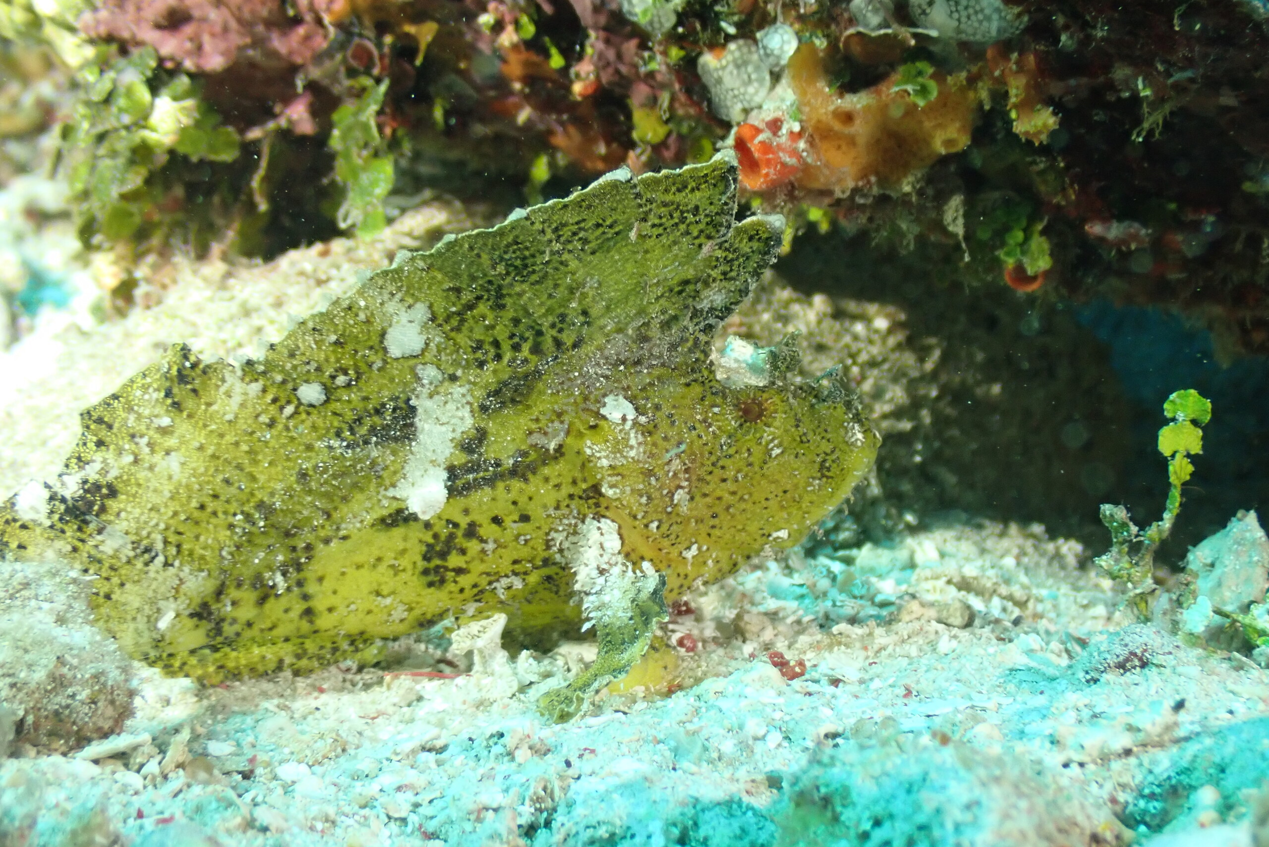 A green leaf scorpionfish resting under a ledge in Alor