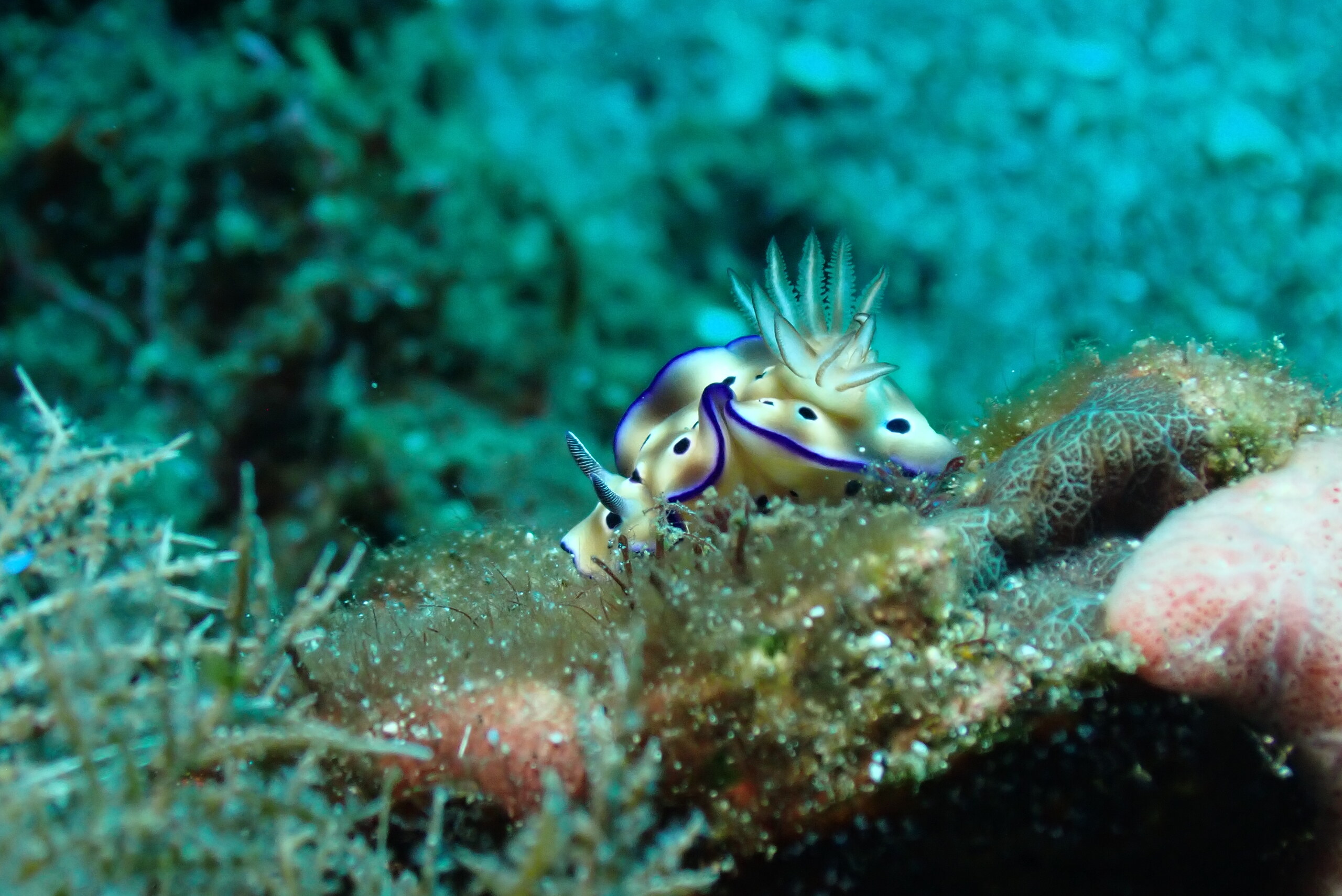 A nudibranch with orange gills on the reef in Alor